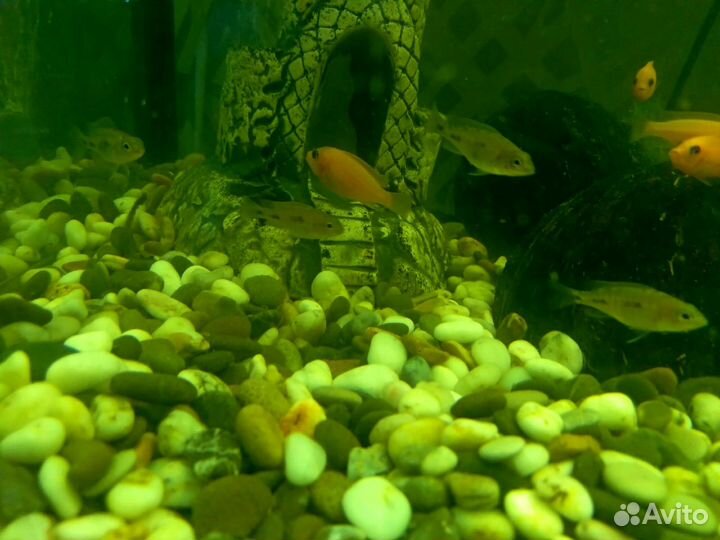 Аквариумные рыбки Аулонокара Рэд Флэш,цихлиды