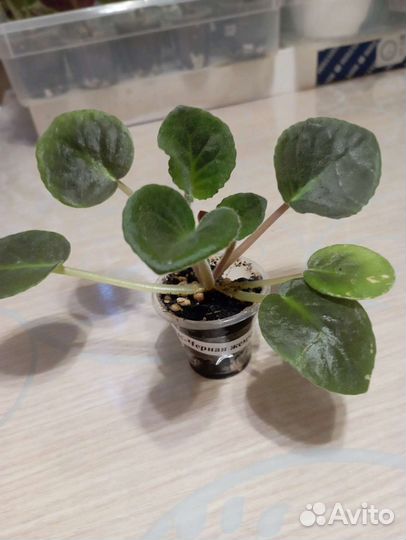 Детки сортовых фиалок