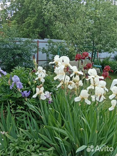 Ирисы