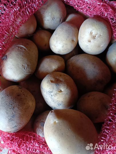 Продам картофель