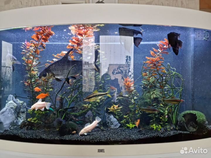 Аквариум панорамный Juwel Vision260 (250 л)