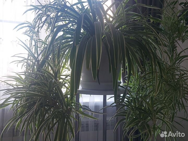 Хлорофитум