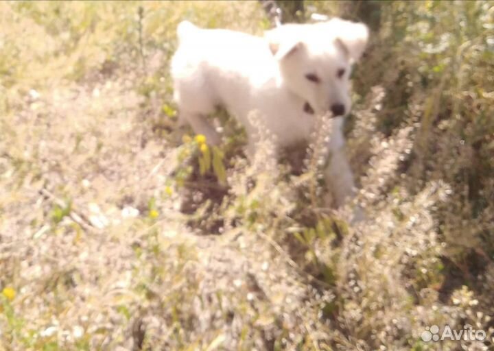 Милый пушистик, щенок