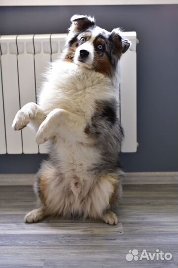 Австралийская овчарка (аусси) кобель для вязки