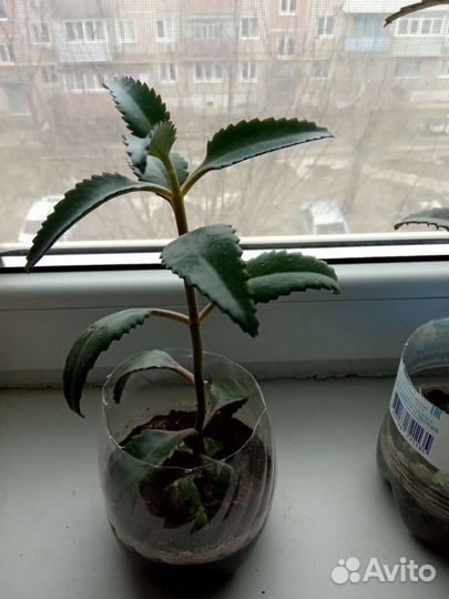 Кактус,каланхоэ