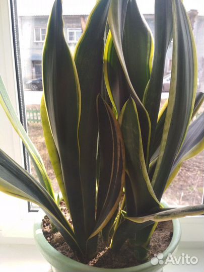Сансевиерия блэк голд,блэк рабуста,и др