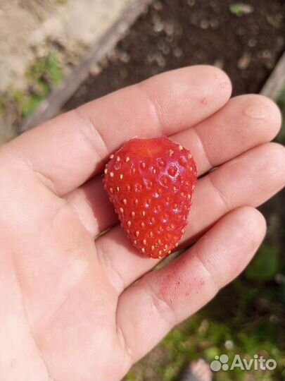 Рассада клубники. Азия, чёрный принц, фестивальная