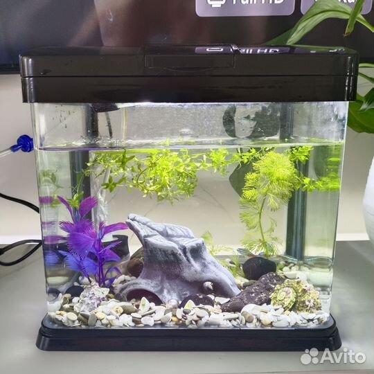 Аквариум с рыбками