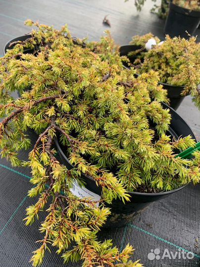 Можевельник