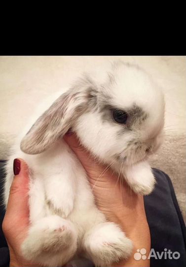 Крошки заи миняшки