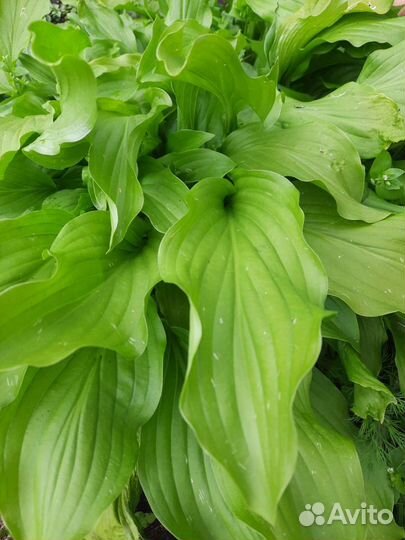 Хосты разные,примула,папоротник,ландыш,безвременни