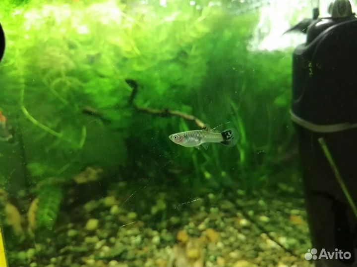 Рыбки гуппи, сомики