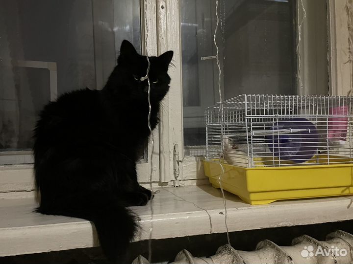 Отдам кота в добрые руки