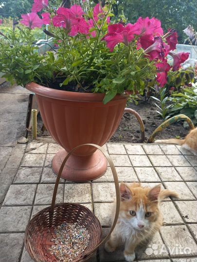 Котенок девочка бесплатно