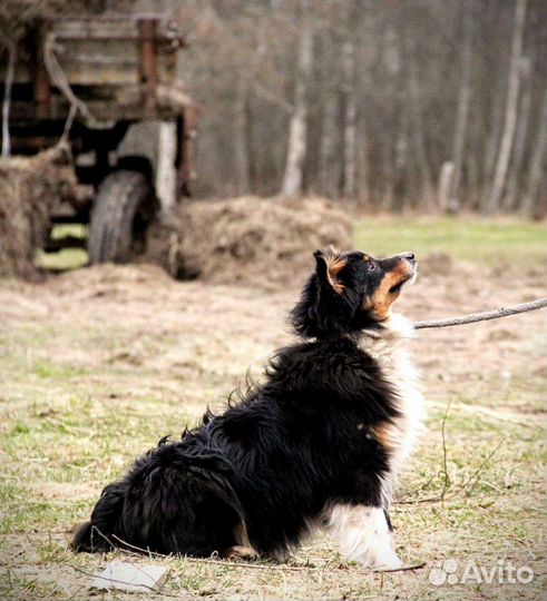 Щеночки австралийской овчарки, аусси