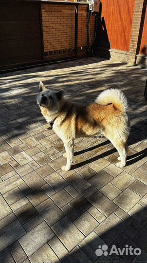 Тротуарная плитка #Производство #Доставка