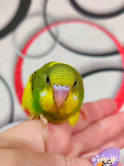 Волнистый попугай птенцы малыши
