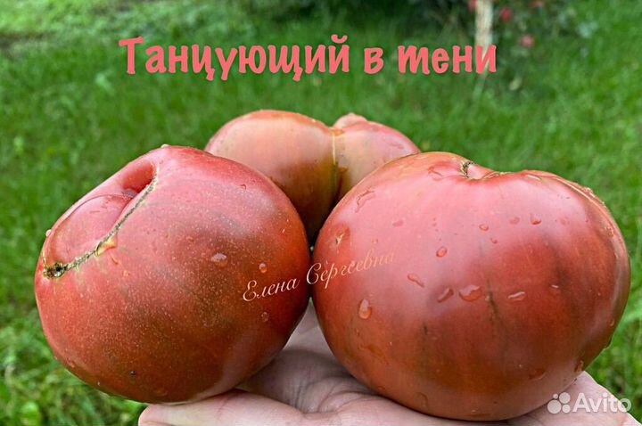 Семена томатов (3)