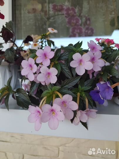 Ахименесы, 4 сорта