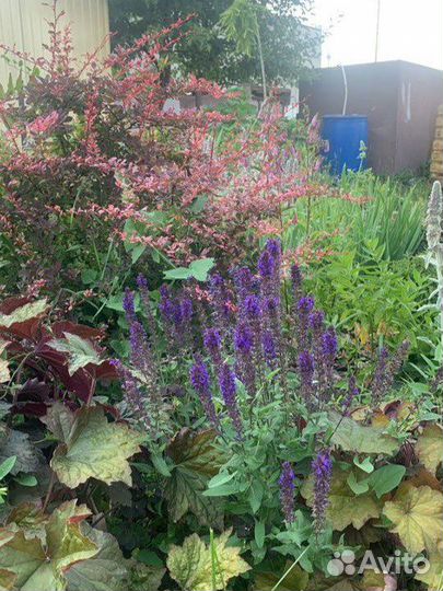 Многолетники для сада