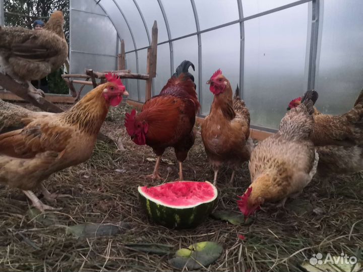 Цыплята Кучинская Юбилейная окаймлённая