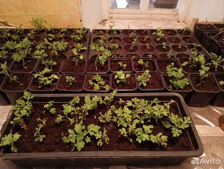 Хризантема - мультифлора