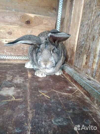 Кролики фландер