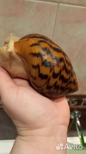Ахатина альбино Тигр