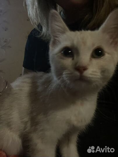 Котики бесплатно в добрые руки