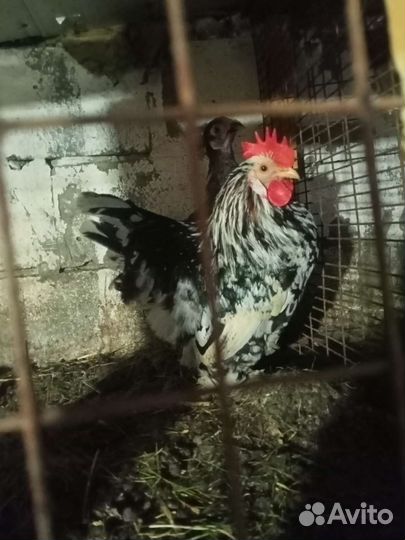 Птица домашняя