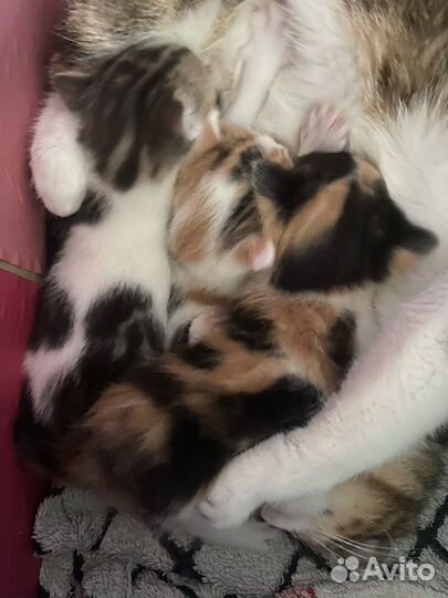 Кошка