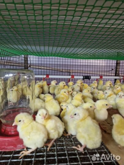 Цыплята бройлер,простые. гусята, утята.индюшата