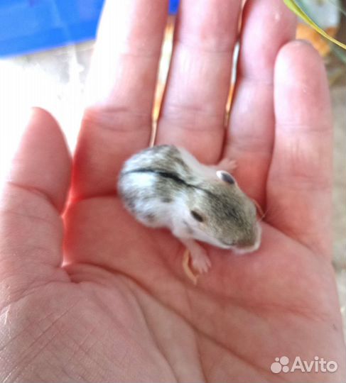 Джунгарский хомяк