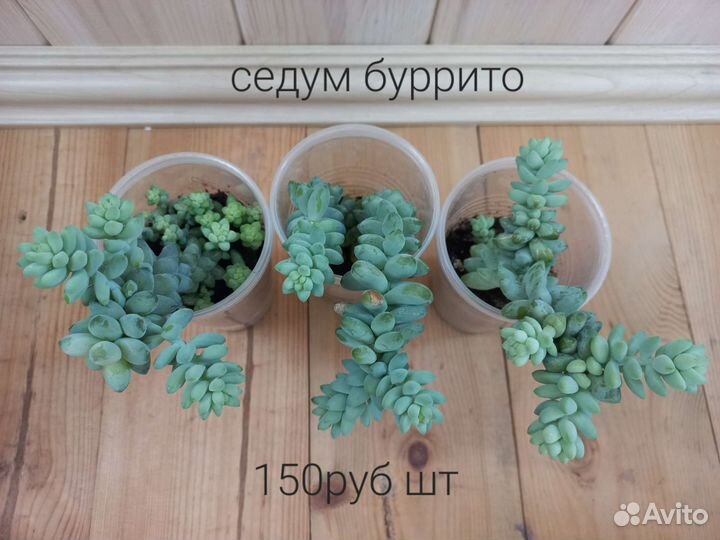 Седум моргана, седум буррито, декабрист