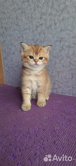 Шотландская