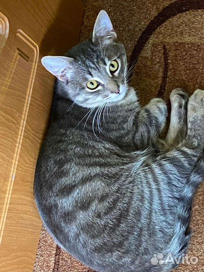 Кот котик котенок