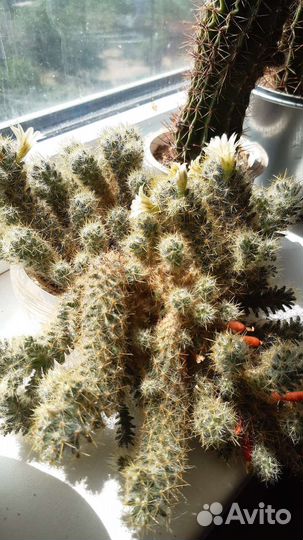 Маммиллярия