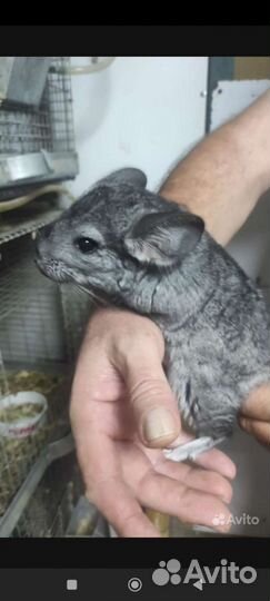 Шиншилла