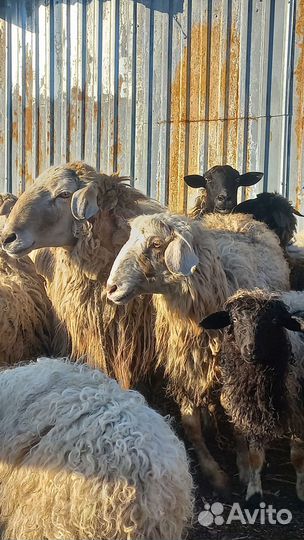 Продам барана