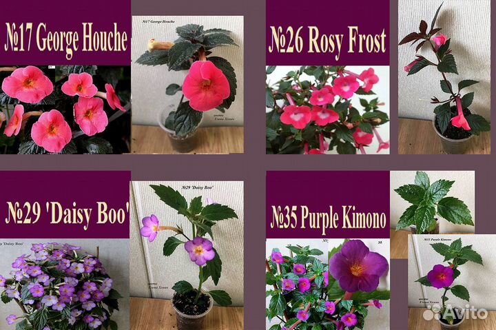 Ахименесы,глоксинии,колерия,колумнея