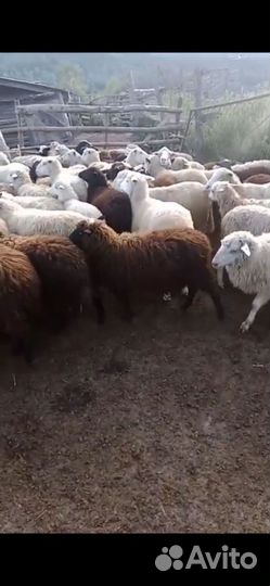 Овцы бараны ягнята