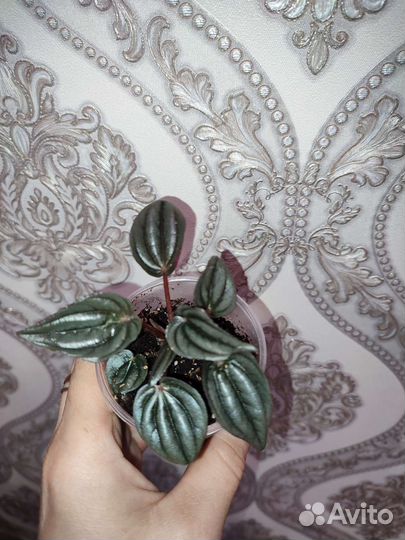 Пеперомия серебристая, аглаонема