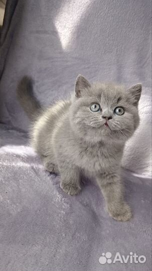 Британская