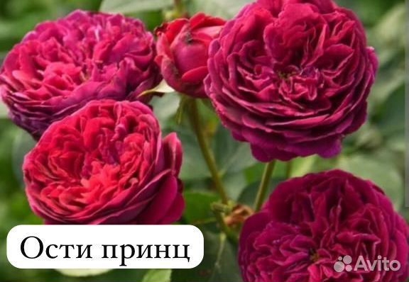 Розы многолетние