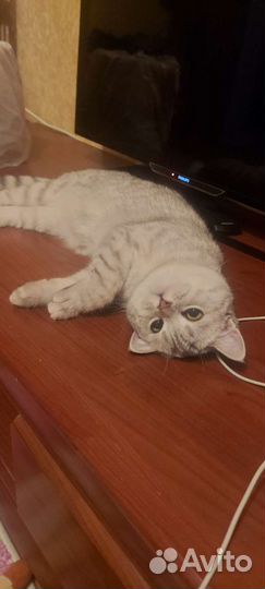 Шотландская кошка вязка