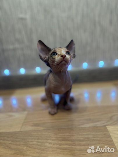 Канадский сфинкс