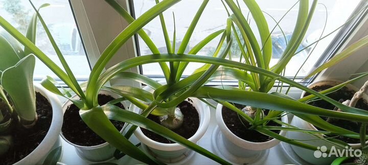 Индийский лук или птицемлечник