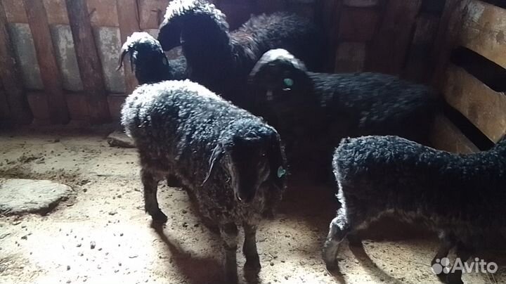 Овцы