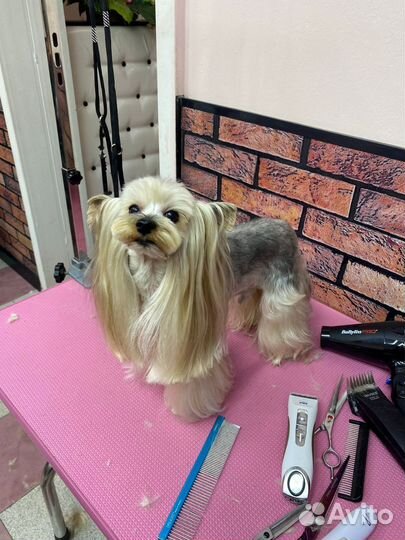 Стрижка собак и кошек,Зоосалон,грумминг,тримминг