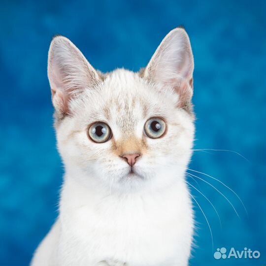 Тайский котенок в дар